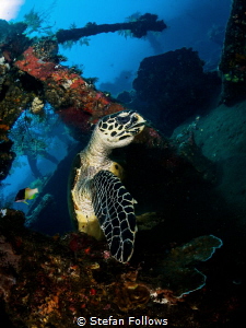 The Dude abides

Hawksbill Turtle - Eretmochelys imbric... by Stefan Follows 